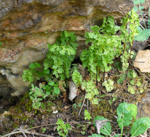 Anogramma leptophylla / Felcetta annuale